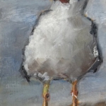 Meeuw