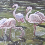 flamingo's