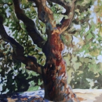 boom van de Provence