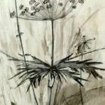 houtskool berenklauw