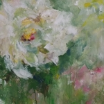 Witte roos
