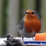 Kleine Robin in wintertooi op de voedertafel