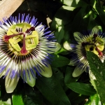 Magische passiebloemen barsten los nu.