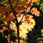 Herfstzon laat de prachtige herfstkleuren zien.