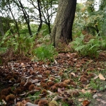 Tamme kastanjes in Groot Bylaer.