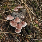 Gewoon elfenschermpje.