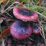 Zwartpurperen russola.