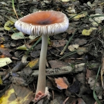 Roodbruine slanke amaniet.