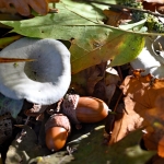 Groene anijstrechterzwam. 