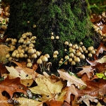 Bij Hoenderloo onderweg Apeldoorn