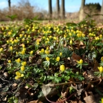 Winterakonietjes, ontelbare mooie bloemetjes.