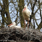 Er wordt weer gebroed in t Schaffelaarse Bos.