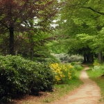 Mooi wat verder in t bos.