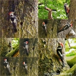 Middelste bonte specht - collage