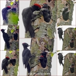 Collage van het zwarte spechten geluk op 19-5. 