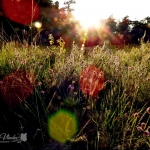 Spelen met de late zon
