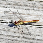 Steenrode heidelibel.