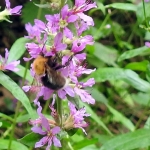 Boomhommel.