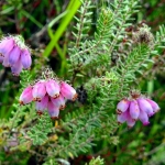 Dopheide of Erica