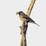 Boompiepers in Klein Bylaer.