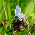 Icaris blauwtje