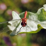 Bloedrode heidelibel