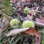 Herfst in aantocht, Groot Bylaer
