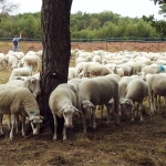 Schaapskudde aan de wandel + video