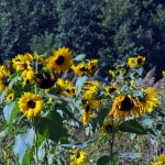 HERFST: zonnebloemenveld imet video.
