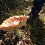 HERFSTBEELDEN: Prachtige Paddestoelen