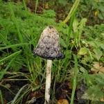 Geschubte inktzwam