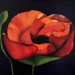 Poppy’s are everywhere