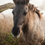 Koniks Paarden in de mist
