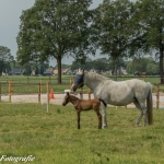 Paard en veulen