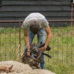 schapen scheren