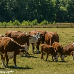 vrijwillig fotograaf