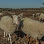 schapen