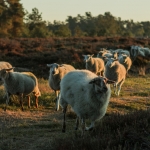 schapen