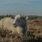 schapen