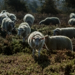 schapen