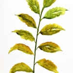 Aquarel 107