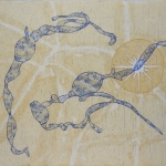 kelp