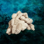 B.08 Colpophylia natans