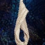 H.01 Chlorophyta acuti