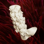 C.06 Holothuria Bullarum filum