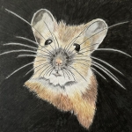 Veldmuis