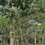 Blijdorp