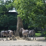 Blijdorp