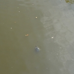 Blijdorp