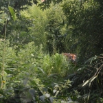 Blijdorp
